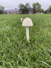 Saproamanita