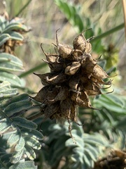 Astragalus pycnostachyus pycnostachyus