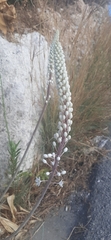 Drimia numidica