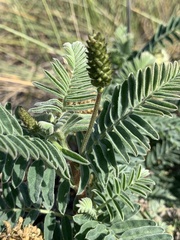 Astragalus pycnostachyus pycnostachyus
