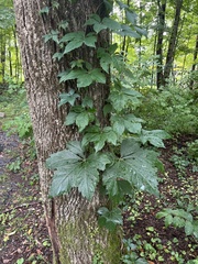Parthenocissus