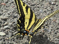 Papilio pilumnus