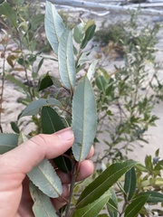 Salix myricoides