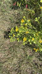 Grindelia lanceolata