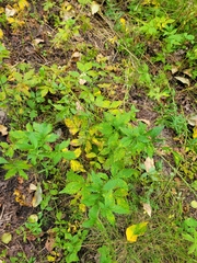 Agrimonia striata