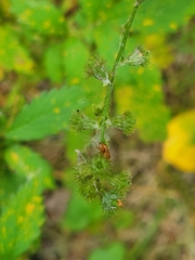 Agrimonia striata