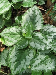 Lamium galeobdolon