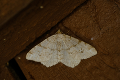 Macaria pinistrobata