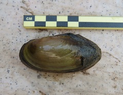 Utterbackia imbecillis