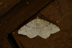 Macaria pinistrobata