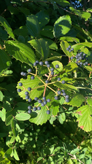 Viburnum dentatum