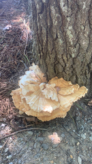 Laetiporus cincinnatus