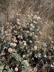 Eriogonum latifolium