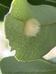 Druon quercuslanigerum