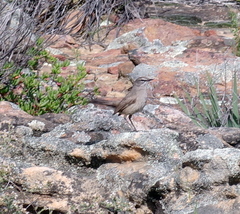 Cercotrichas coryphoeus