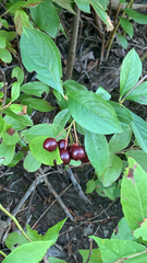 Aronia melanocarpa