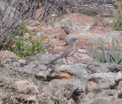 Cercotrichas coryphoeus