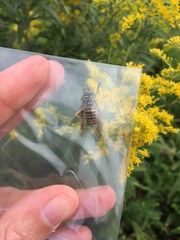 Spilomyia longicornis