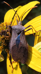 Acanthocephala terminalis