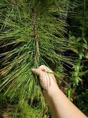 Pinus