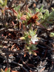 Polygonum paronychia