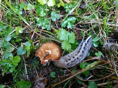Limax cinereoniger
