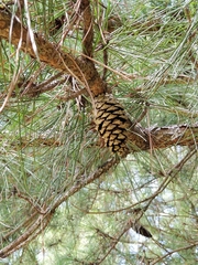 Pinus