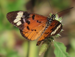 Acraea encedon encedon