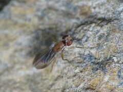 Clusiodes verticalis