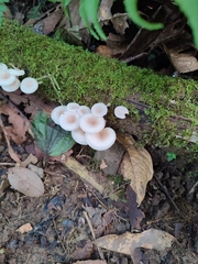 Physalacriaceae
