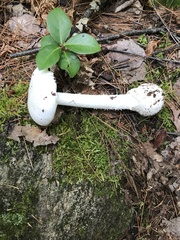 Amanita virosa