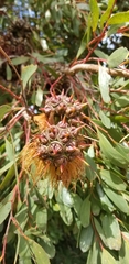 Eucalyptus conferruminata