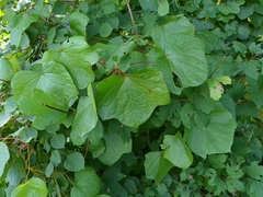 Menispermum canadense