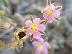 Spergularia macrotheca