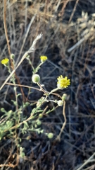 Pulicaria paludosa