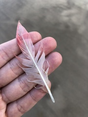 Phoenicopterus roseus