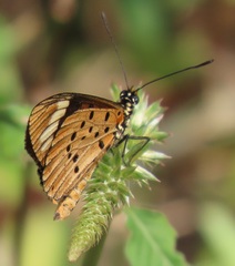 Acraea encedon encedon