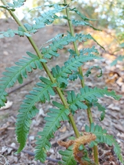Dryopteris filix-mas