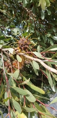 Eucalyptus conferruminata