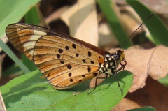 Acraea encedon encedon