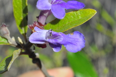 Vitex gardneriana