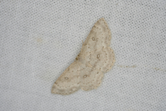 Cyclophora pendulinaria