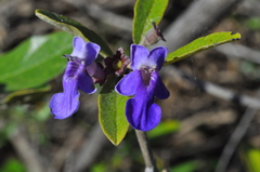 Vitex gardneriana