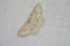 Cyclophora pendulinaria