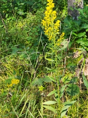 Solidago speciosa