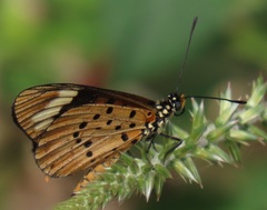 Acraea encedon encedon