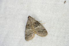 Pococera asperatella