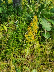 Solidago speciosa