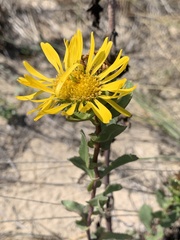 Grindelia stricta