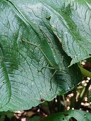 Pseudophyllinae